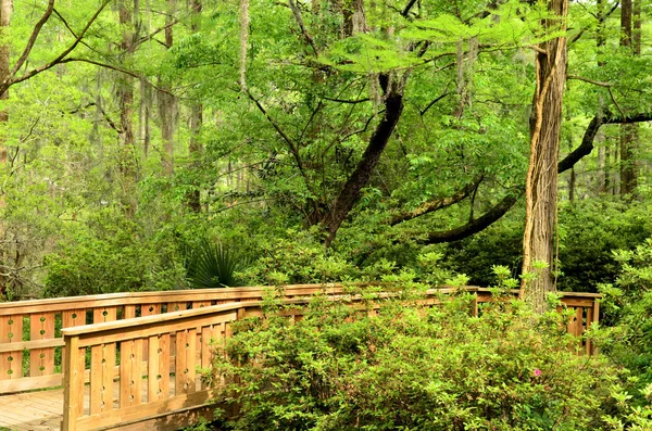 Wooden Bridge Pathway Into The Woods Portrait — Stock Photo, Image