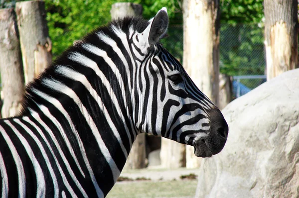 Zebra. — Fotografia de Stock