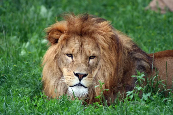 Male lion — Stock Photo, Image