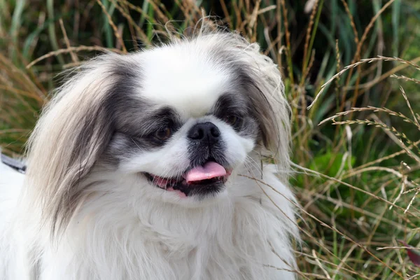 Pekingese köpek yavrusu