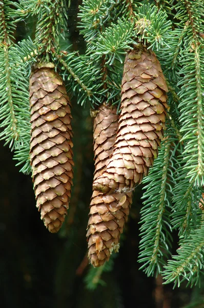 Cones — Stock Photo, Image