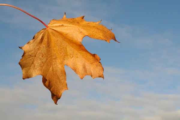 Herbstlaub — Stockfoto