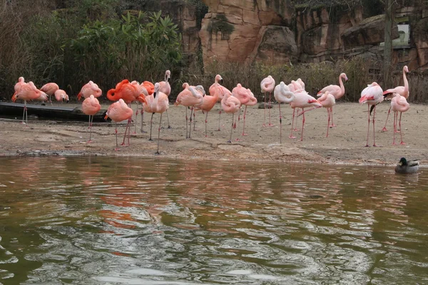 Stormo di fenicotteri rosa — Foto Stock