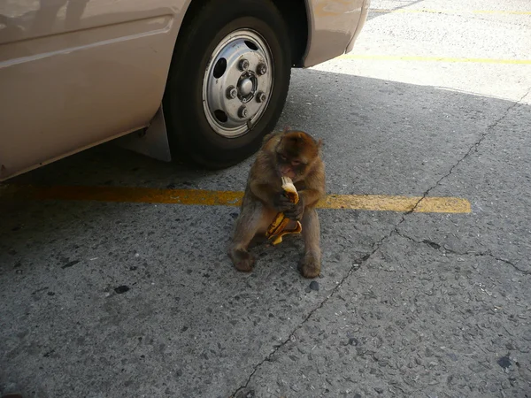 Monkey eating banana — Stock Photo, Image
