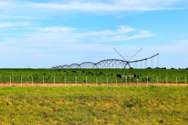 Sprinkler irrigation — Stock Photo, Image