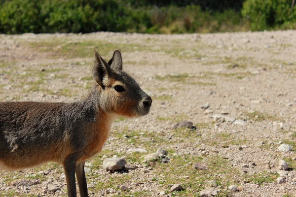 Mara patagonique — Photo