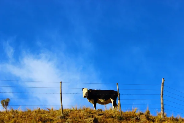 Cow at top — Stock Photo, Image