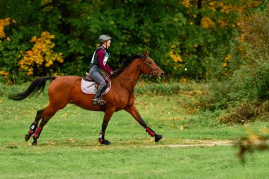Strzegom Ekim Festivali, Morawa, Polonya - 17 Ekim 2021: Polonyalı at yarışçısı Maria Debska yarışma sırasında istasyona yaklaşıyor.