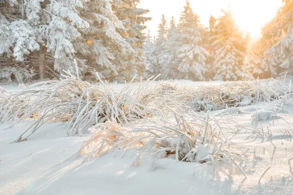 Winter Landscape Snow Covered Vegetation Forest Sunny Winter Afternoon — Stock Photo, Image