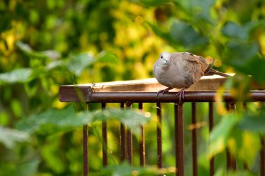 Avrasya yakalı güvercini (Streptopelia decaocto) orta büyüklükteki kuş yeşil bitki örtüsü arasında bir balkon korkuluğunda oturur.