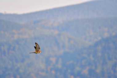 Yaygın bir akbaba (Buteo buteo) - Kahverengi tüylü büyük bir yırtıcı kuş, dağlarda yükseklerde uçar.