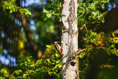 Büyük benekli ağaçkakan (Dendrocopos major) Renkli tüylü orta boy bir kuş, erkek ağaçların yeşil yapraklarının arasında bir ağaçta oturur..