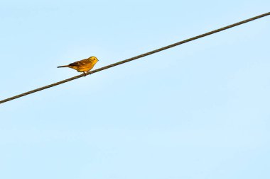 Sarı Çekiç (Emberiza citrinella) Küçük sarı kuş elektrik hattında oturur ve geceleri şarkı söyler.