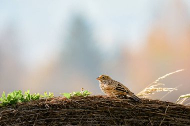 Mısırlı kiraz kuşu (Emberiza calandra) Güneşli bir günde saman demetinin kenarında oturan küçük kuş.