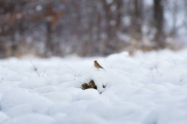Chaffinch (Fringilla coelebs) - karla kaplı bir alanda oturan ve kışın yiyecek arayan küçük renkli bir kuş.