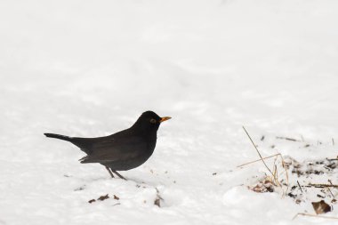 Karatavuk (Turdus merula) Kara kuş karda durur ve bir kış günü yiyecek tahıl arar.