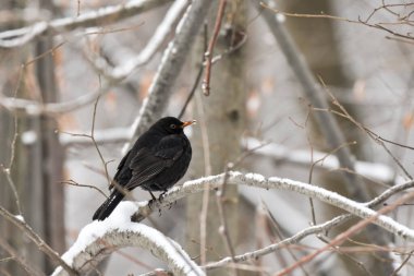 Karatavuk (Turdus merula) bir kış günü bir dalda oturan kara kuş.