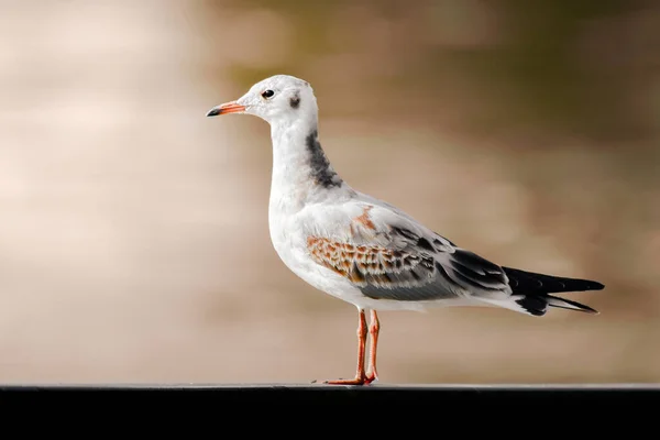 Schwarzkopfmöwe Chroicocephalus Ridibundus Ein Weißgrauer Wasservogel Ruhender Form Der Flussufer — Stockfoto