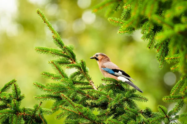 ユーラシア ジェイ Garrulus Glandarius カラフルで中規模の鳥で 茶色の羽状複葉で トウヒの枝に座って上から地域を観察します — ストック写真