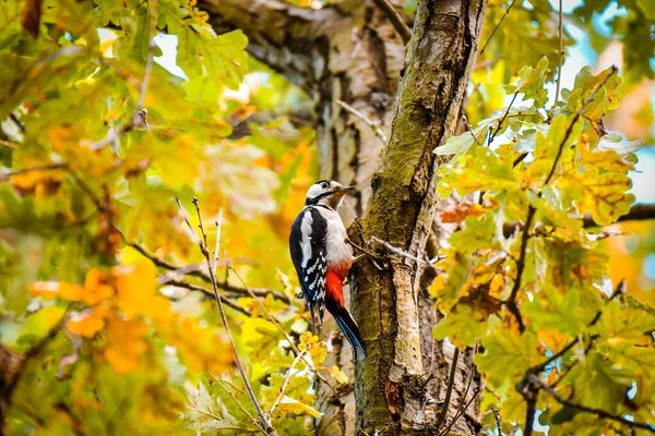 大きな斑点のあるキツツキ Dendrocopos Major カラフルな羽を持つ中規模の鳥 男性は秋の色の葉の中でカラフルな木の上に座っています — ストック写真