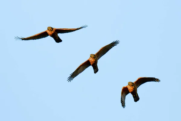 Κοινό Buzzard Buteo Buteo Ένα Μεγάλο Αρπακτικό Πουλί Καφέ Φτέρωμα — Φωτογραφία Αρχείου