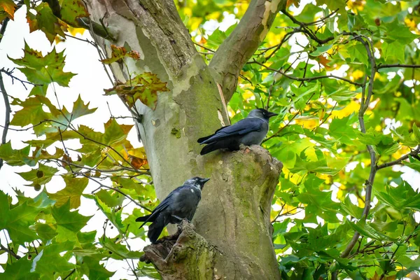 Guacamayo Occidental Corvus Monedula Par Pájaros Negros Medianos Sentados Árbol — Foto de Stock