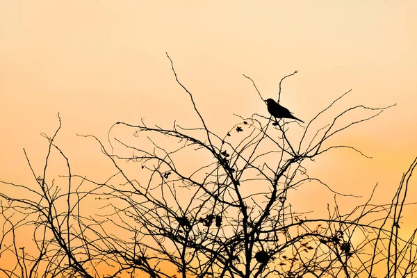 一般的な黒鳥 トルドゥス メルーラ 木の枝に座っている中型鳥の黒のシルエット オレンジの遅い夜の空 — ストック写真