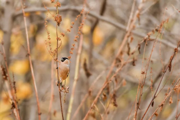 Eurazjatycki Bullfinch Pyrrrhula Pyrhula Samica Mały Kolorowy Ptak Brązowym Upierzeniem — Zdjęcie stockowe