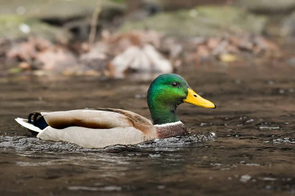 Mallard Anas Platyrhynchos Grande Pássaro Água Macho Com Plumagem Colorida — Fotografia de Stock