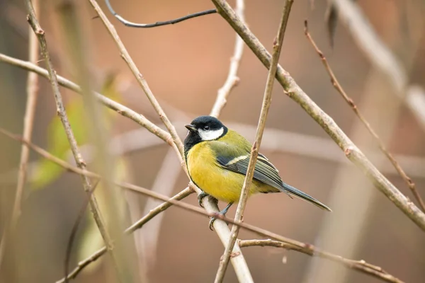 Great Tit Parus Major Small Colorful Bird Yellow Plumage Sitting — Zdjęcie stockowe