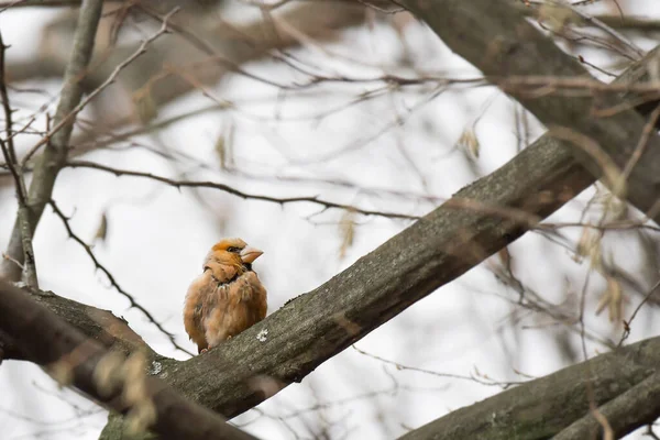 Hawfinch Coccothraustes Coccothraustes Pequeno Pássaro Com Bico Grosso Plumagem Marrom — Fotografia de Stock