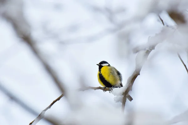 Great Tit Parus Major Small Colorful Bird Sitting Snow Covered — Stok fotoğraf