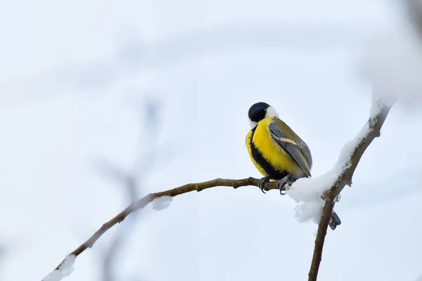 Great Tit Parus Major Small Colorful Bird Sitting Snow Covered — стоковое фото