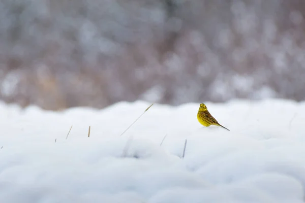 Eurasiático Emberiza Citrinella Pequeno Pássaro Amarelo Senta Campo Coberto Neve — Fotografia de Stock