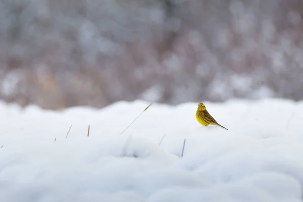 Eurazjatycki Yellowhammer Emberiza Citrinella Mały Żółty Ptak Siedzi Zaśnieżonym Polu — Zdjęcie stockowe