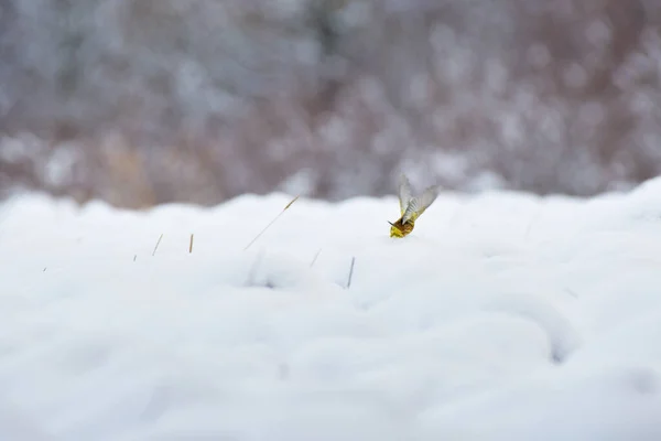 Евразиан Йеллоухаммер Emberiza Citrinella Маленькая Желтая Птичка Сидит Заснеженном Поле — стоковое фото