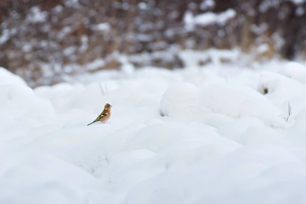 Fringilla Coelebs 눈덮인 들판에 겨울에 먹이를 — 스톡 사진