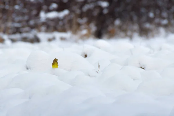 ユーラシア イエローワマー Emberiza Citrinella 小さな黄色の鳥が雪に覆われたフィールドに座って冬の日に食べ物を探します — ストック写真