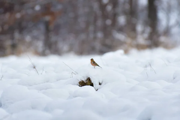Chaffinch Coelebs Fringilla Pequeno Pássaro Colorido Sentado Campo Coberto Neve — Fotografia de Stock