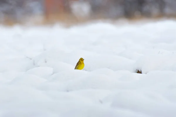 Eurasiático Emberiza Citrinella Pequeno Pássaro Amarelo Senta Campo Coberto Neve — Fotografia de Stock