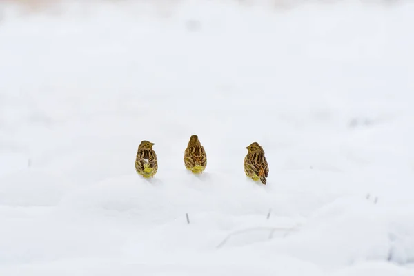Евразиан Йеллоухаммер Emberiza Citrinella Три Маленьких Желтых Птички Сидят Заснеженном — стоковое фото