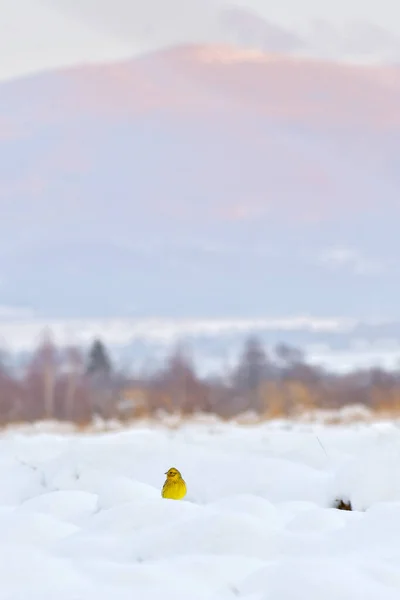 Eurasiático Emberiza Citrinella Pequeno Pássaro Amarelo Sentado Campo Coberto Neve — Fotografia de Stock