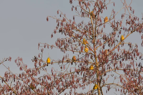 Yellowhammer Emberiza Citrinella Pequeños Pájaros Amarillos Sientan Alto Las Ramas —  Fotos de Stock