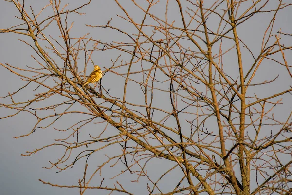 Whammer Emberiza Citrinella Pequeno Pássaro Amarelo Sentado Alto Galho Árvore — Fotografia de Stock