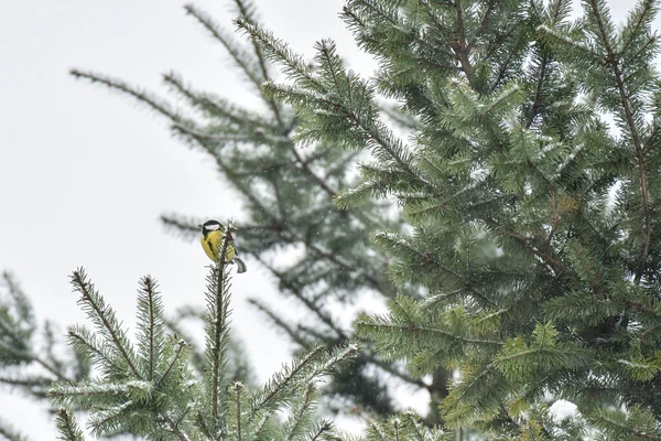 Great Tit Parus Major Small Bird Yellow Belly Sits High — Stockfoto
