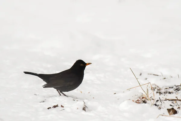 Blackbird Turdus Merula Een Zwarte Vogel Staat Sneeuw Zoekt Graan — Stockfoto