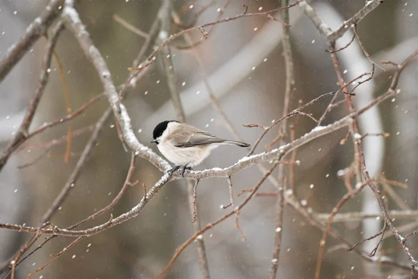 Marsh Tit Poecile Palustris Little Bird Sitting Branch Winter Day — Fotografia de Stock