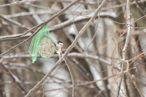 Marsh Tit Poecile Palustris Feeding Birds Winter Small Bird Pecks — Fotografia de Stock