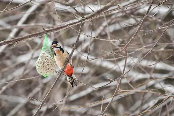 Grande Pica Pau Manchado Dendrocopos Pássaro Alimentando Inverno Colorido Pássaro — Fotografia de Stock