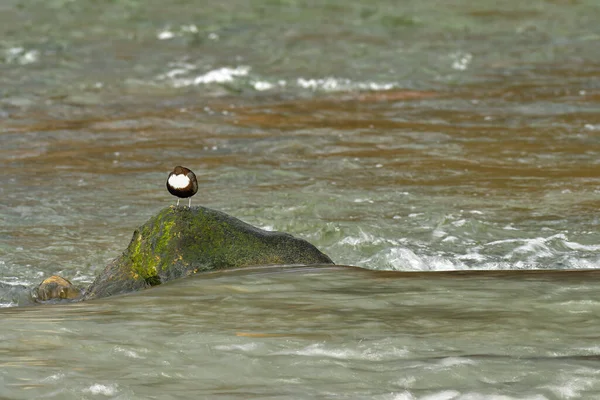 Throated Dipper Cinclus Cinclus Small Brown White Bellied Water Bird — Stock Photo, Image